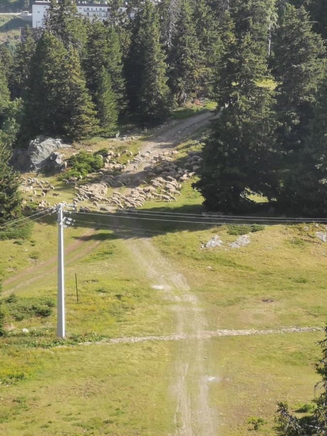 Edelweiss Vue Sur Recoin La Croix De Grenoble *
